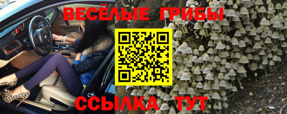 купить наркотики цена  Вход с VPN  Александров  Галлюциногенные грибы MAGIC MUSHROOMS 